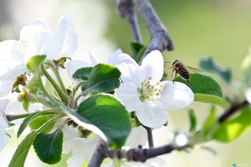 (포토뉴스)  사과꽃 향기 가득한 청송...