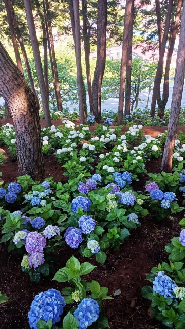 보성군, 망제산 현충공원 편백 숲속서 수국꽃 ‘한창’
