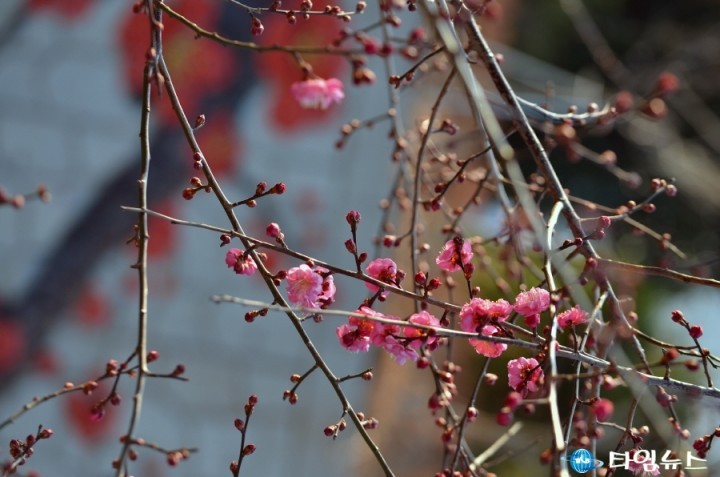 순천시, 봄의 전령사 홍매화 꽃망울 터트려