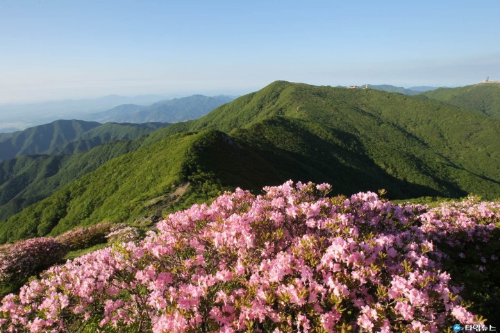 소백산 철쭉 만개… 단양 ‘제41회 소백산철쭉제’ 절정 향해