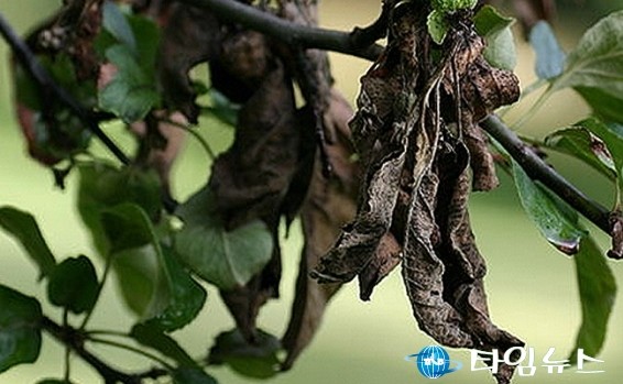 제천시 백운면 과수구제역 ‘화상병’ 발병