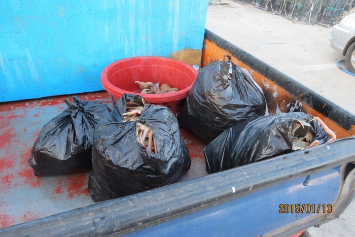 포항해경안전서, 체장미달 대게 포획사범 검거