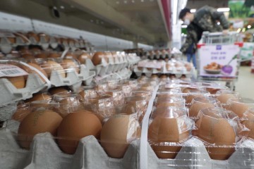 계란 가격 상승.. 산란계 사육 마릿수 4.1%증가…소·돼지 감소