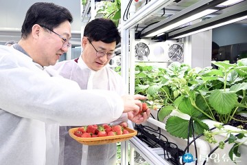 ‘대전팜’에서 딸기 수확하는 이장우 대전시장과 이동한 중구 부구청장
