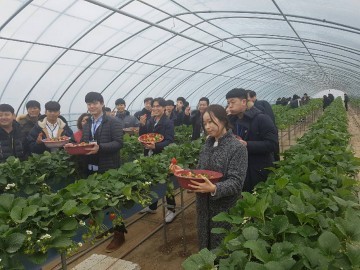 상주딸기  25농가공동출하 생산전량 전국 150개 이마트 납품