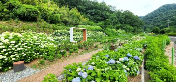 수국과 예술의 조화…‘감성 광주’ 물들다 