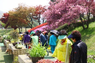 청남대에서 4월 15일(토)부터  23일간 영춘페스티벌!’  영춘제 개최된다.