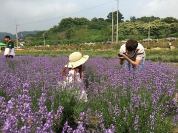 [포토뉴스] 라벤더 향기 가득해요! 