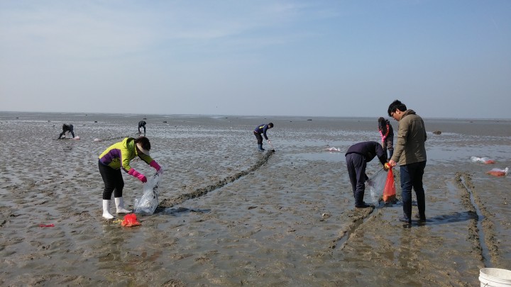 인천시, 어린 개불 방류해 어업인 소득원 다양화