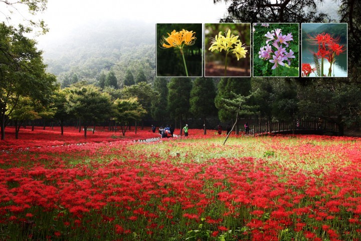 불갑산 상사화, 야생화 관광자원화사업 선정