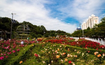 서구, 풍암호수 장미원 구경 오세요!