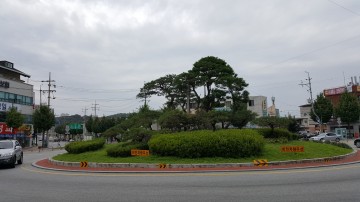 영주시, 주요 도로변 소나무 전정 실시