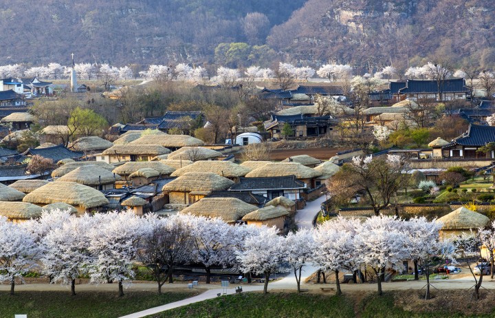 안동시, 하회마을 ‘청명(淸明), 화사한 벚꽃과 함께’ 행사 열려