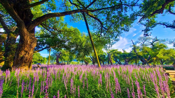 성주군, 성밖숲, 8월에 만나는 보랏빛 맥문동의 물결