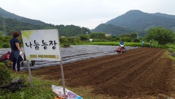 동량면 주민자치委, 나눔농장에 배추 파종