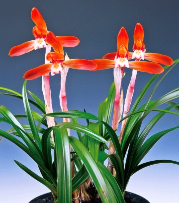 경주에서 대한민국 최고의 난대전 개최