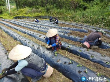 무공봉사회, 배추 농가에 생산적 봉사활동 실시