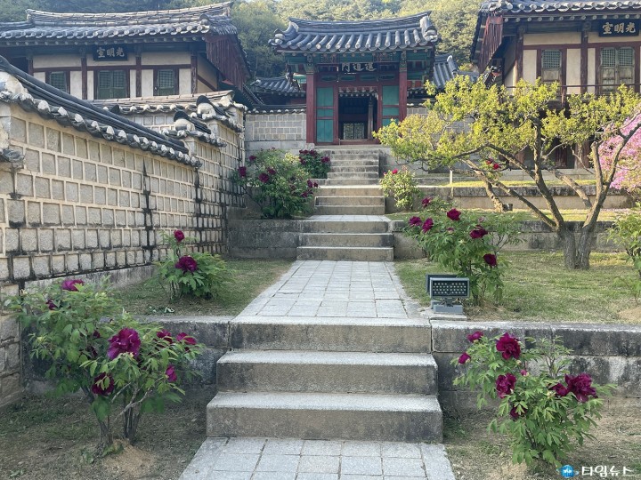 [포토뉴스] 안동 도산서원 모란꽃 활짝  40주의 모란이 탐스러운 자태를 뽐내다...