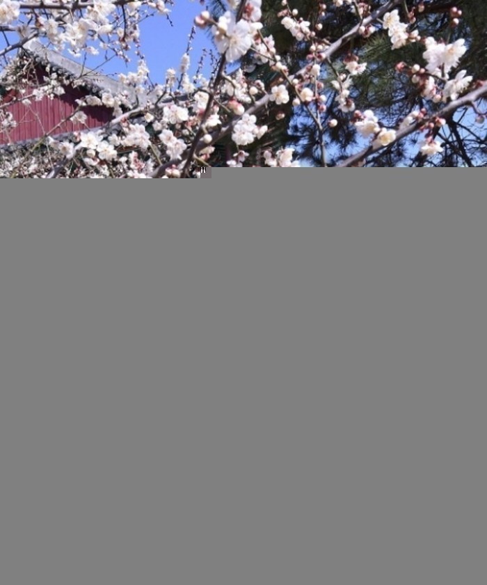 여수시 진남관에 매화꽃 향으로 가득