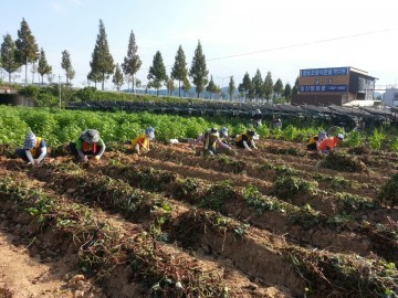  분평동 자원봉사대 불우이웃돕기 기금마련 위해 고구마 수확에 열심