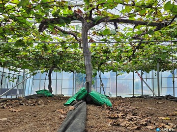 충북농업기술원 “포도 수확 후 관리 철저히”… “지금의 관리가 내년 품질 좌우”