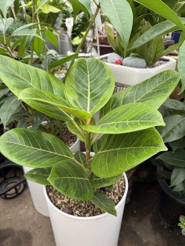 충주시, 퇴원 환자에 반려식물 지원… 마음 회복 돕는다