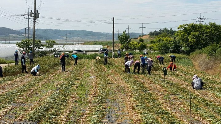 해남군, 농촌일손돕기 지원에 팔 걷어
