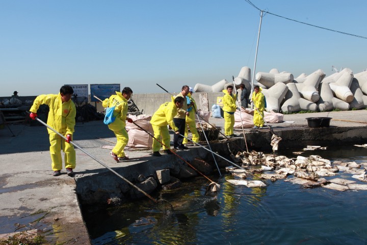 상진항 기름유출 사고 관련, 동구청 대대적 방제실시