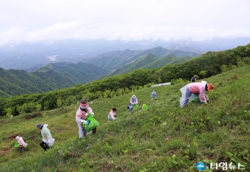 영양군, 일월산 청정 ‘산나물채취 체험행사’ 참가자 모집