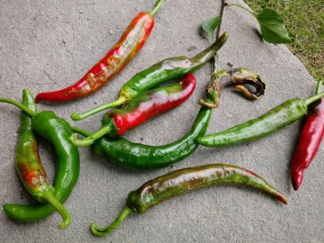 고추농가에 꽃노랑총채벌레 방제 당부하는 강진군