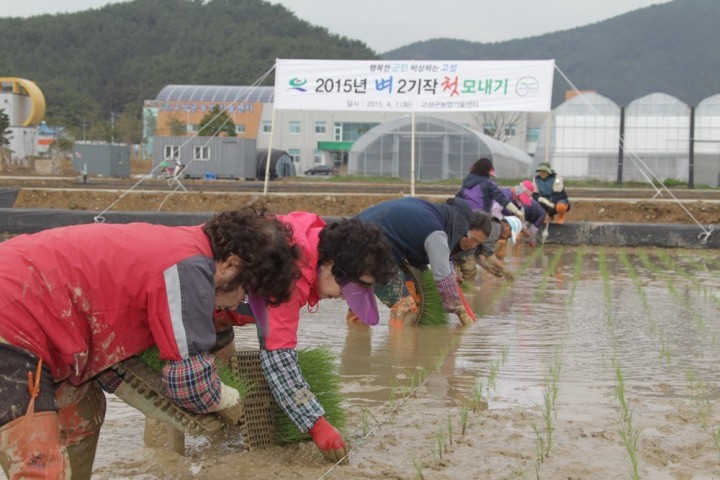 고성군 ‘벼 2기작’ 7일 첫 모내기