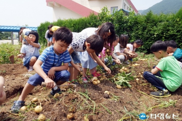 광양 봉강초, 전교생 감자 캐기 체험 실시