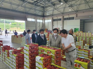 의성군 농산물공판장 개장, 자두·복숭아 본격 출하