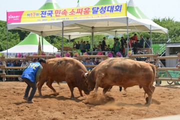 제18회 전국민속소싸움 달성대회 화원유원지에서 개최