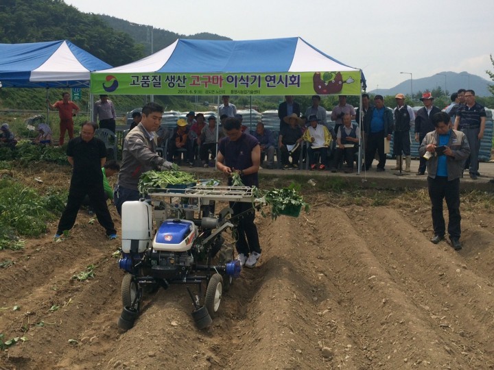 고구마 이식기 연시회 개최