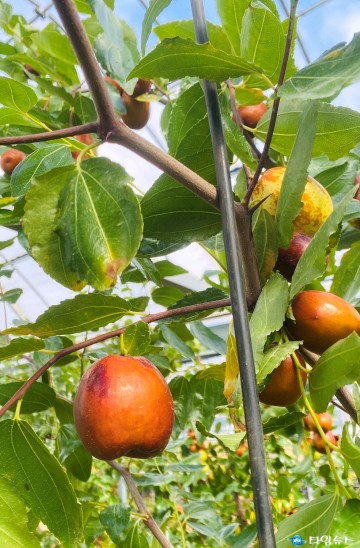 충북농기원, 생대추 시장 선도할 신품종 출원