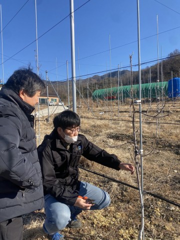 피크닉 사과 겨울철 관리 컨설팅 진행