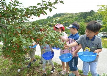 충주 소태면 18일 오전 대공원 일원 보리수길 열매 따기 행사 열려