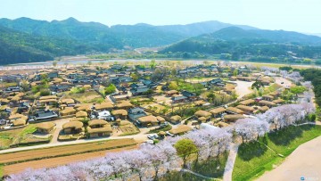 하회마을 청명(淸明), 화사한 벚꽃과 함께(세시풍속)행사