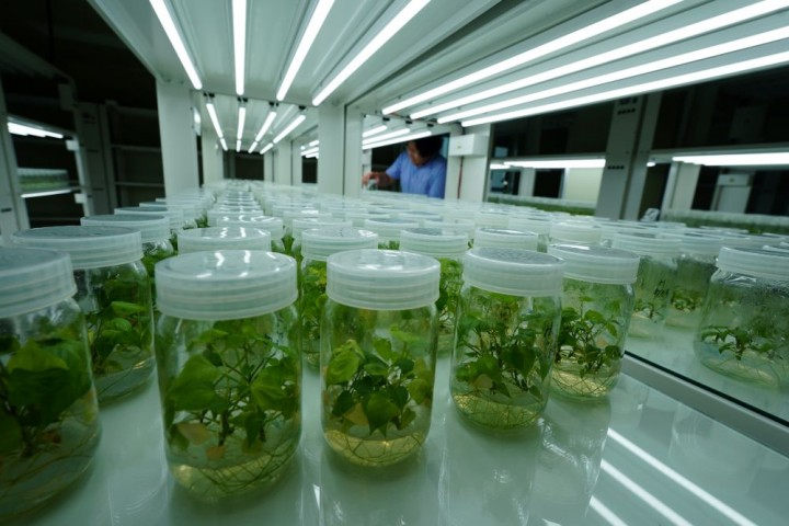 해남군, 신품종 고구마 ‘호풍미’ 재배면적 확대 