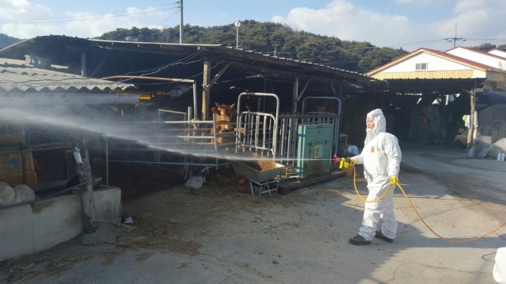 봉화군, 축산농가 일제소독으로 구제역․AI 차단방역에 총력