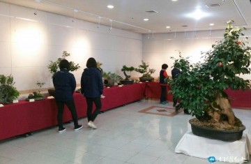 광주전남 분재동호인연합회 봄꽃 분재전시회’개최