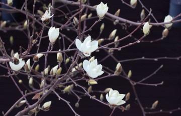 ‘개구리 깨어나는 경칩’ 무색하게… 밤부터 폭설·비바람 전국 덮친다