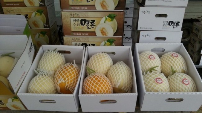 '은은한~ 향과 깊은 맛'이 일품 '천안 하늘그린멜론' 본격 출하!!