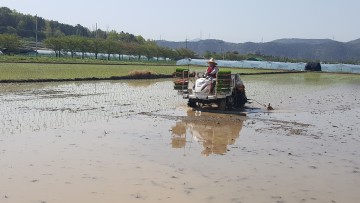 달성군, 대구지역 첫 모내기 실시