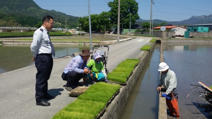 거창군 가조면 친환경 들녘! 즐거운 모내기