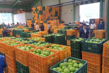 영주시, ‘여름사과 아오리’ 본격 출하