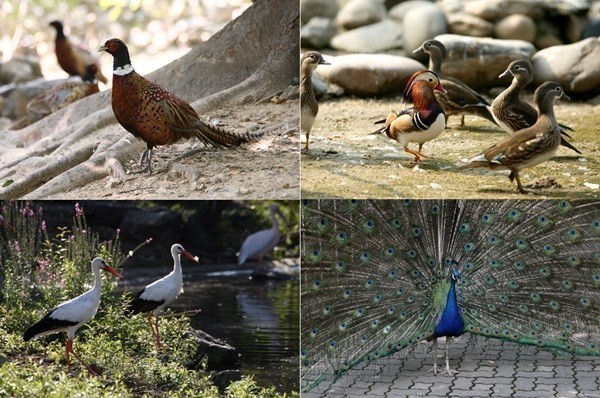 군산시, 금강철새조망대에 새 동물식구 온다