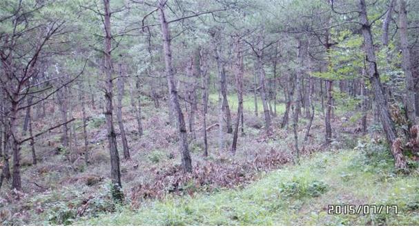 ‘잘 가꾼 산림’합천군의 미래다 !