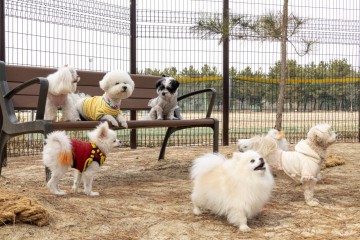 대전 대덕구, 덕암야구장 반려동물 놀이터 개장